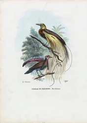 Bird Of Paradise, 1863-79